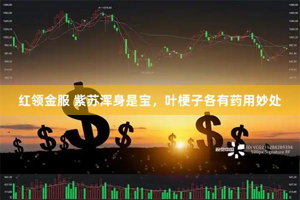 红领金服 紫苏浑身是宝，叶梗子各有药用妙处